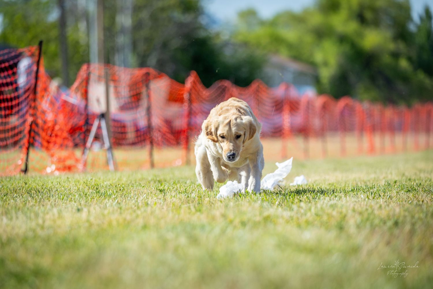 Panoramic view of dogs and handlers practicing on outdoor agility training field.