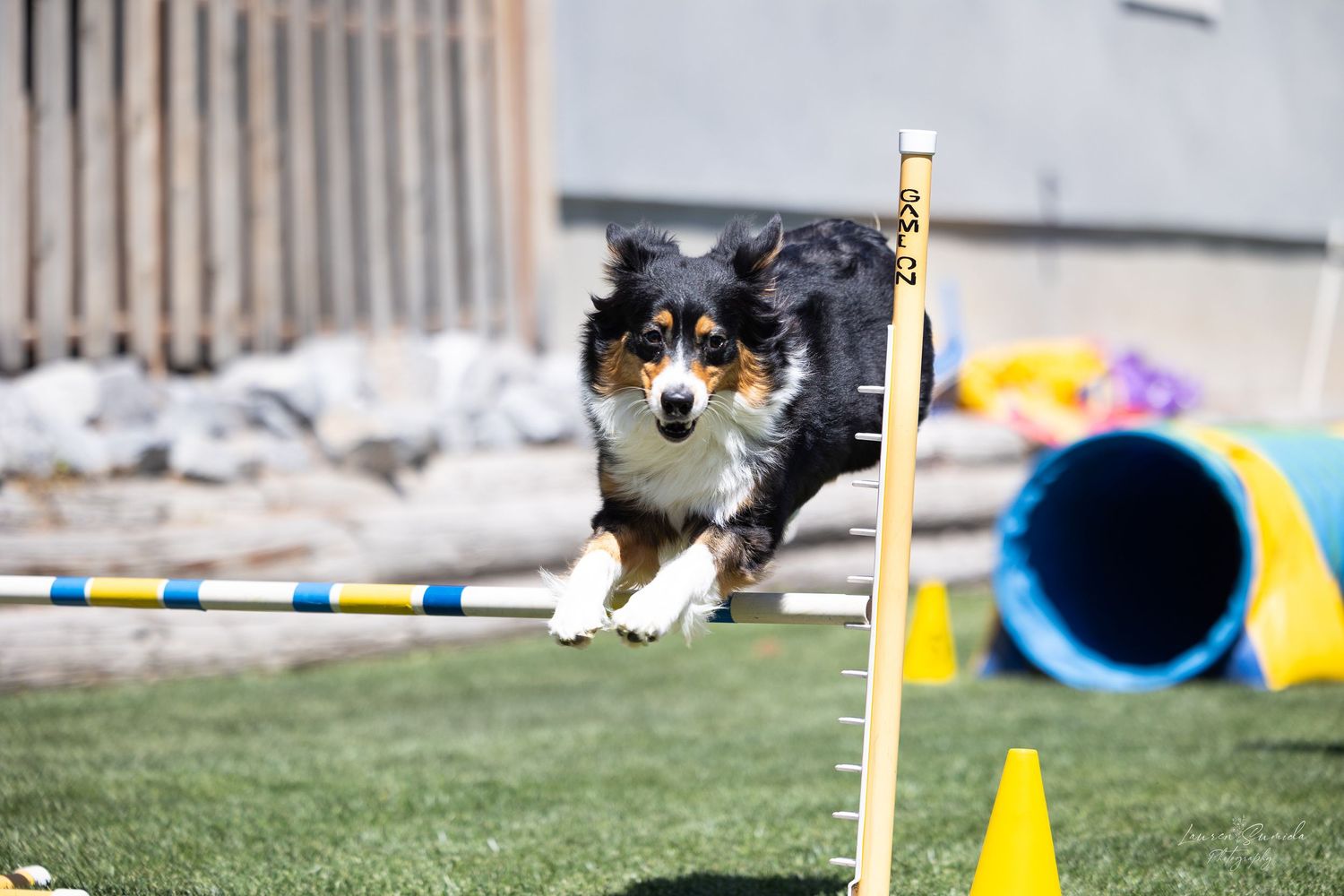 Australian Shepherd leaping over agility course jump pole with focused expression.