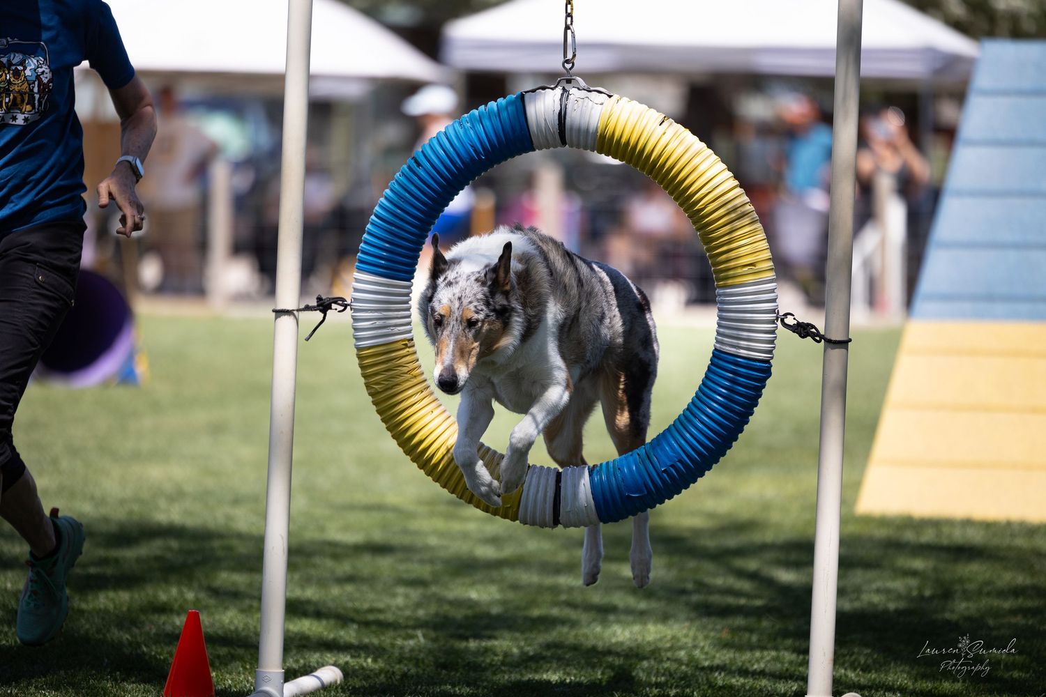Dog jumping through suspended tire obstacle during agility training session.