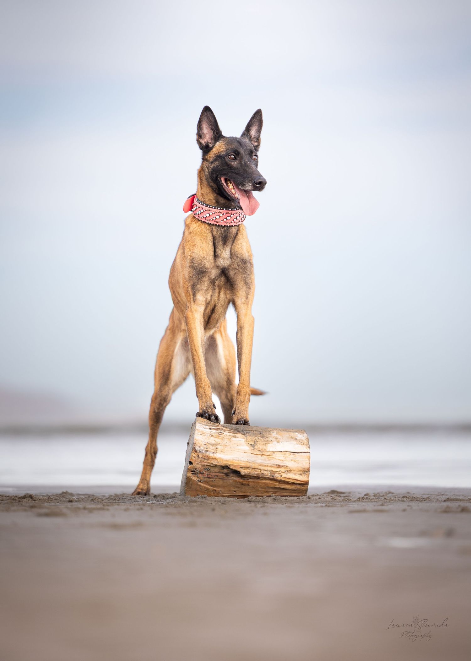 Belgian Malinois dog standing alertly on wet sand at the beach.