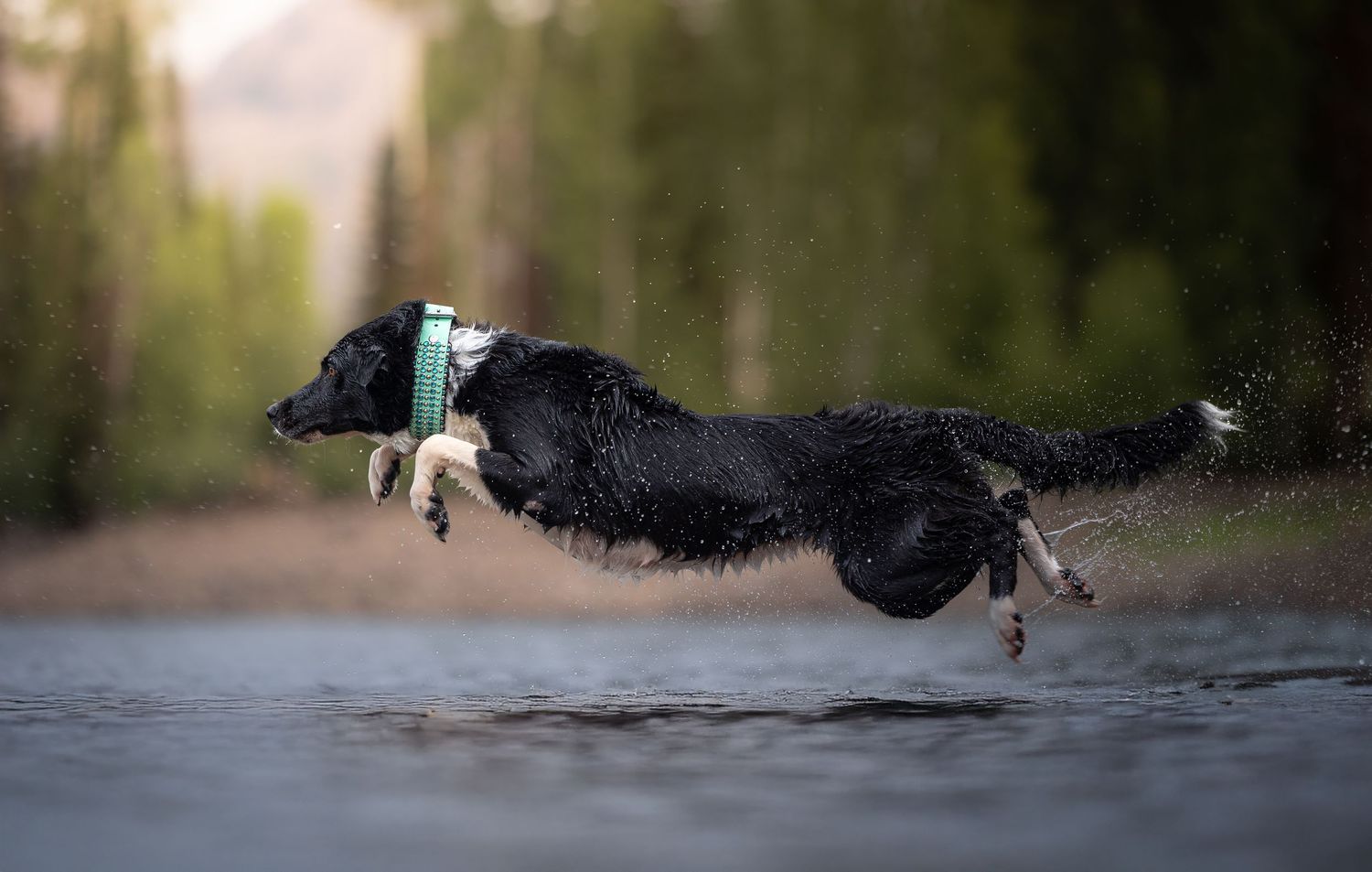 Black dog leaps through water while carrying blue toy in dramatic action shot.