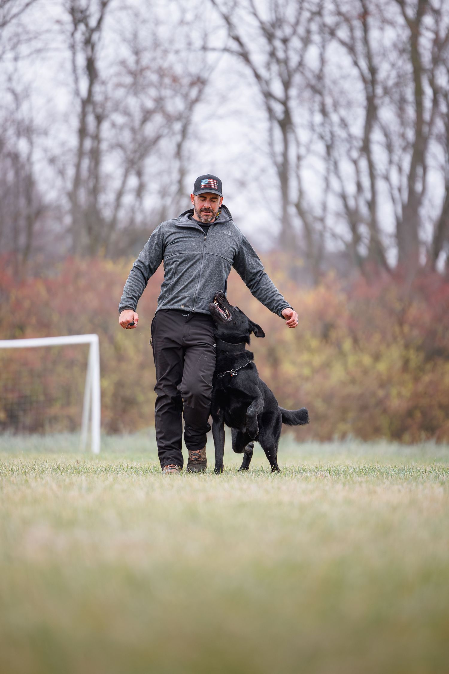 A black dog performs obedience training exercises on a grassy field in autumn.