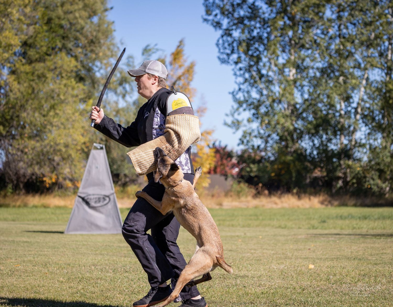 Training sequence shows dog leaping up during protection work exercise.