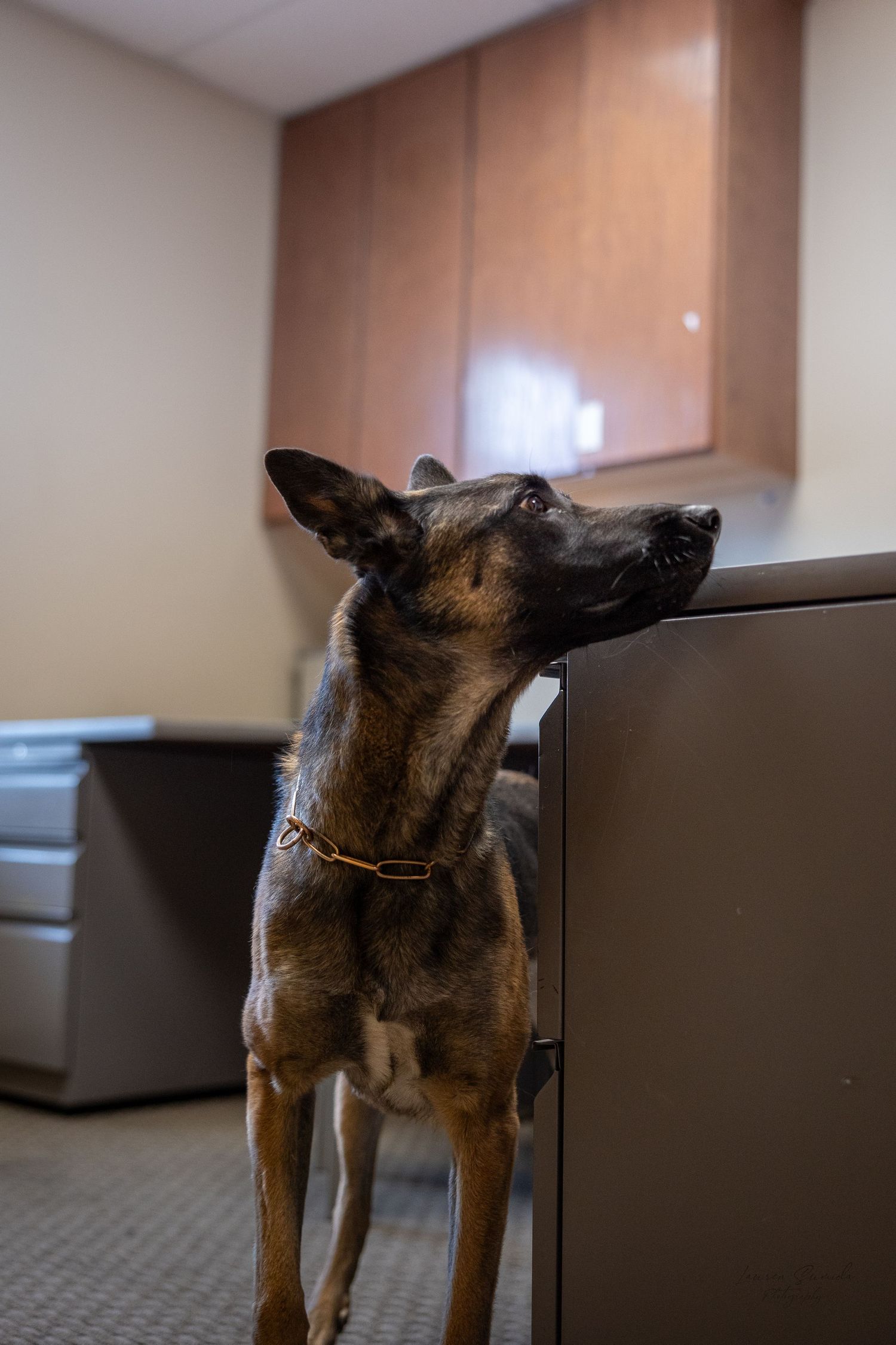 Brown dog standing on hind legs looking up at cabinet.