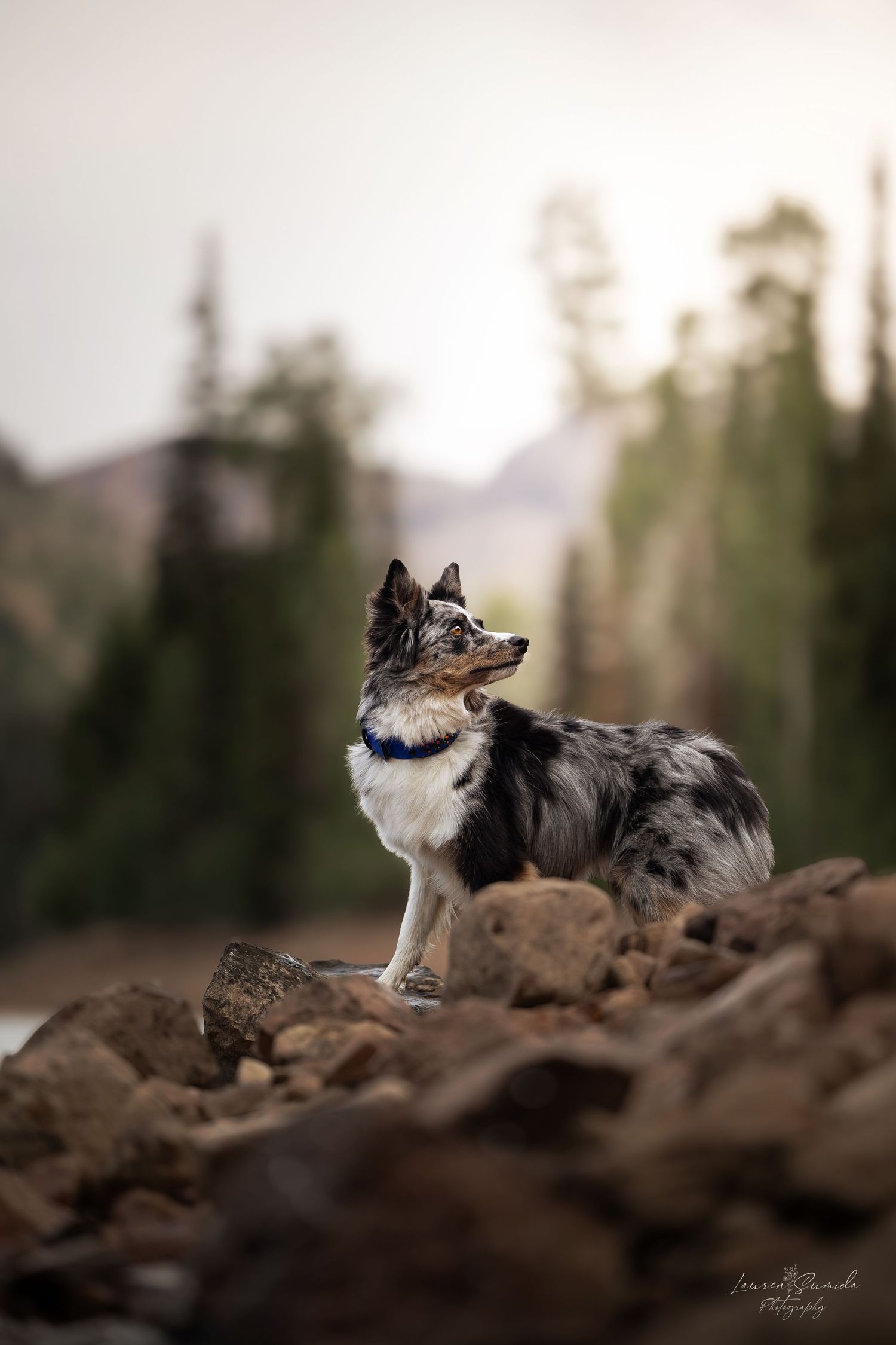 Border Collie standing on rocky terrain with misty mountain forest in the background.