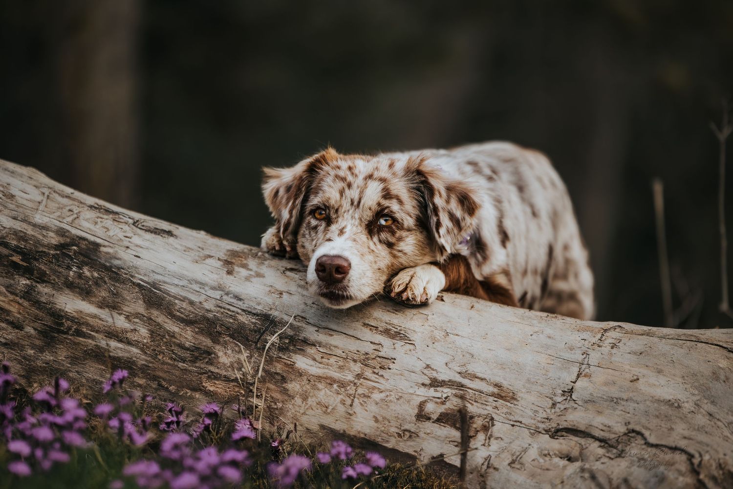 Australian Shepherd dog resting on a fallen log with purple flowers in the foreground.