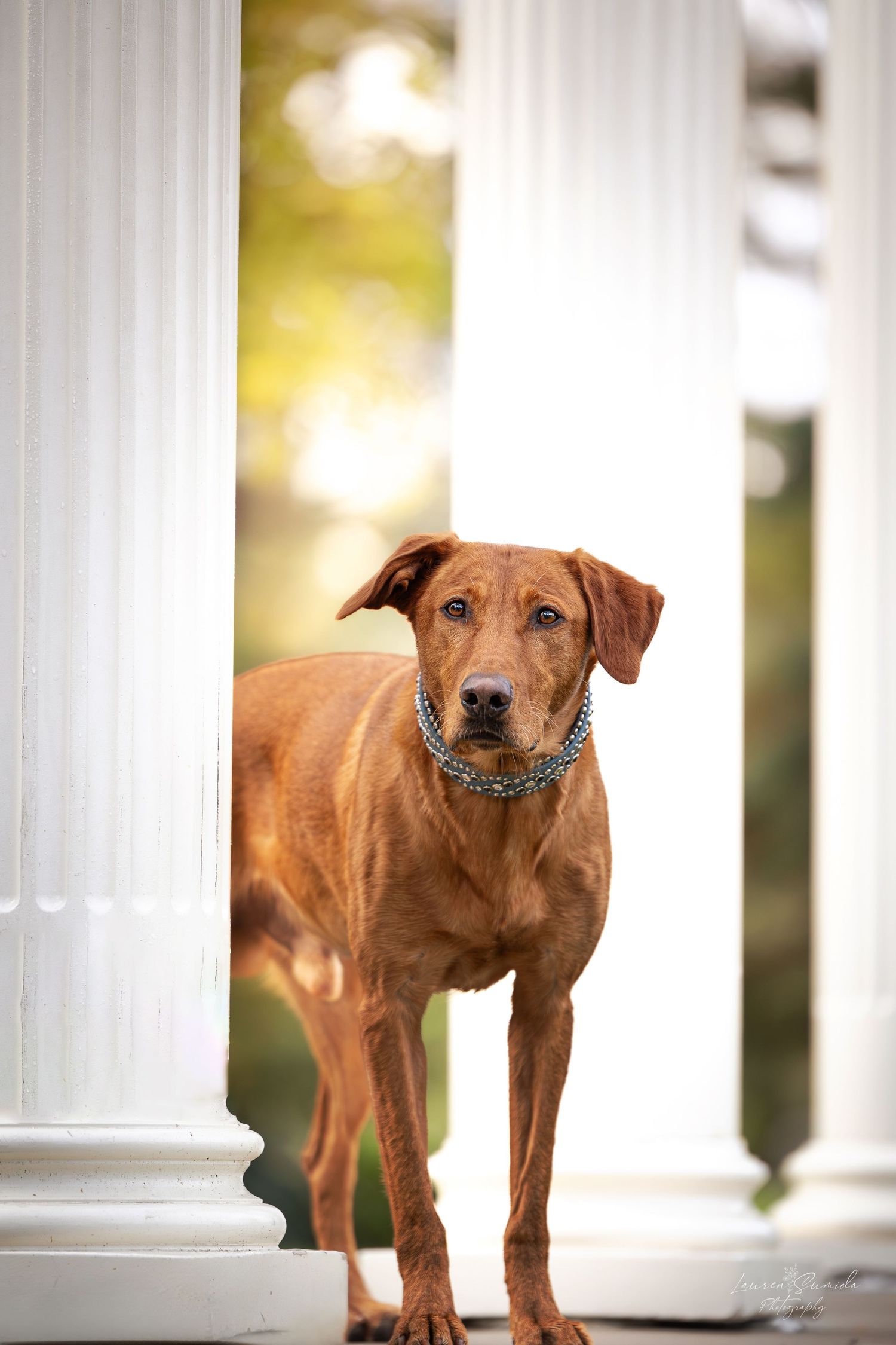 Brown dog stands elegantly between white classical columns in outdoor setting.