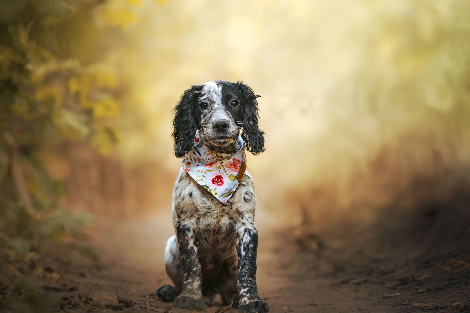 Black and white English Springer Spaniel running joyfully through an autumn forest trail at golden hour.