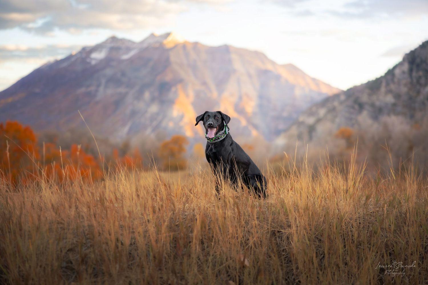 Black dog sitting in tall grass with majestic mountain backdrop at sunset.