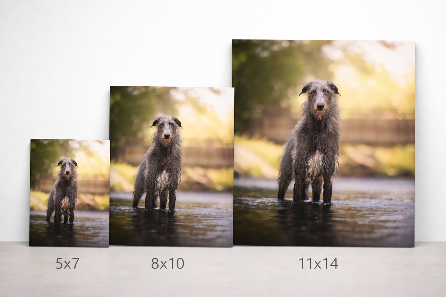 Three canvas prints of a wet Irish Wolfhound standing in water, shown in 5x7, 8x10, and 11x14 sizes.