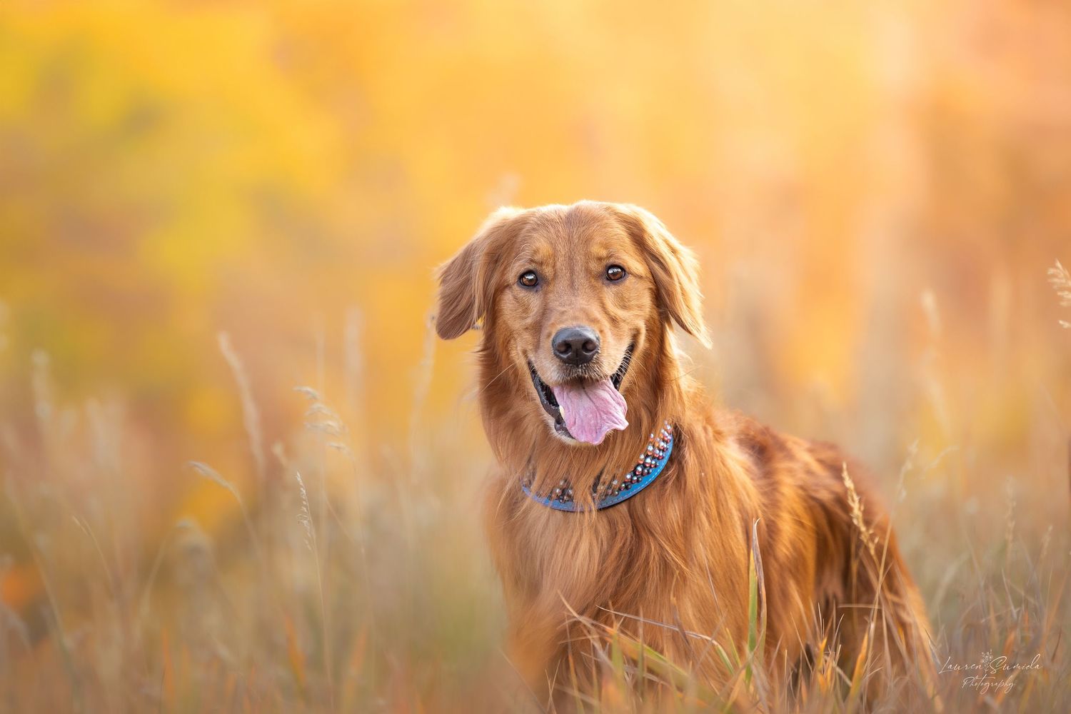Golden retriever dog sitting in tall grass during autumn sunset with warm golden lighting.