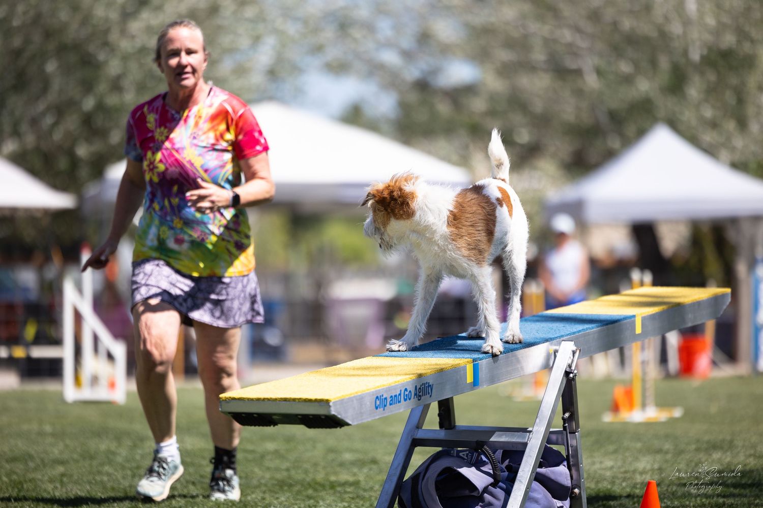 Dog running across blue and yellow seesaw during outdoor agility competition.
