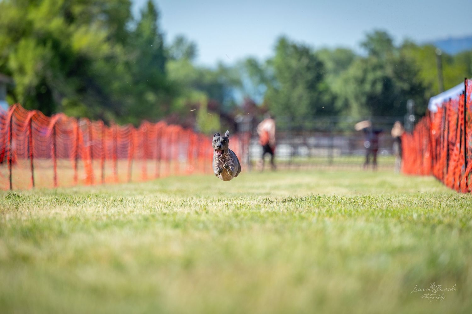 A dog running through a grassy field with orange safety netting visible in the background.