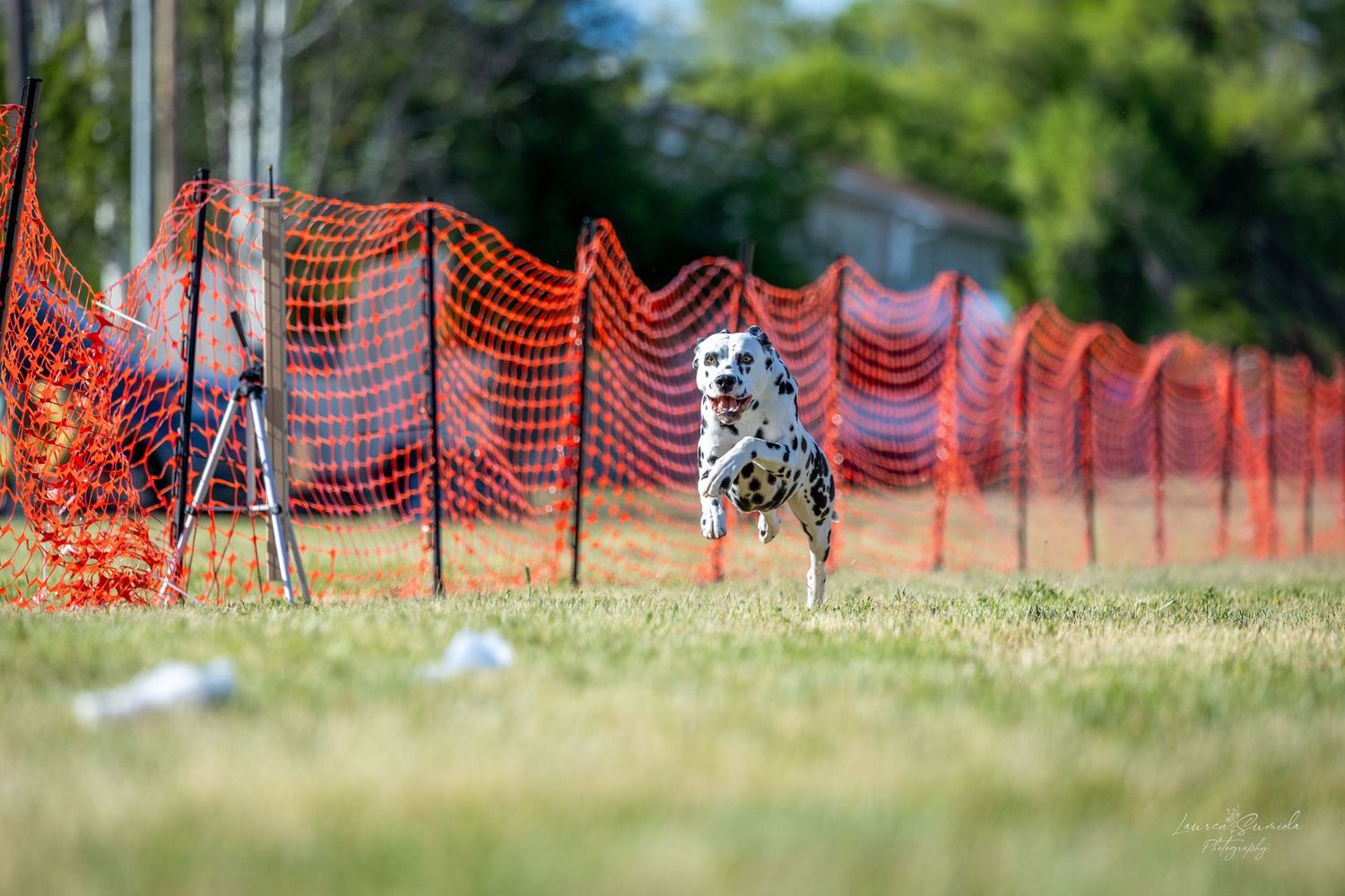 Dalmatian running through a grassy course with orange safety barriers.
