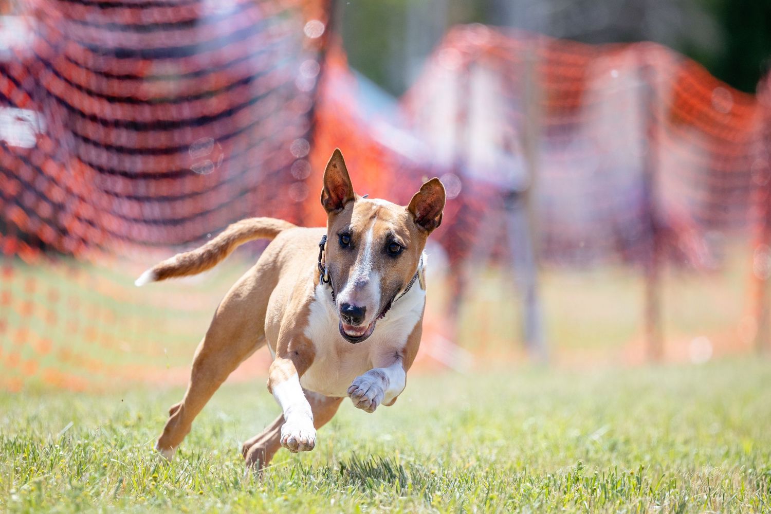 Dogs sprint in pursuit of a mechanical lure on a grass course with orange safety fencing.