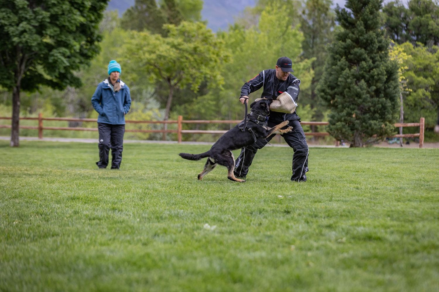 Working dog demonstrates bite work training with handler in protective suit.