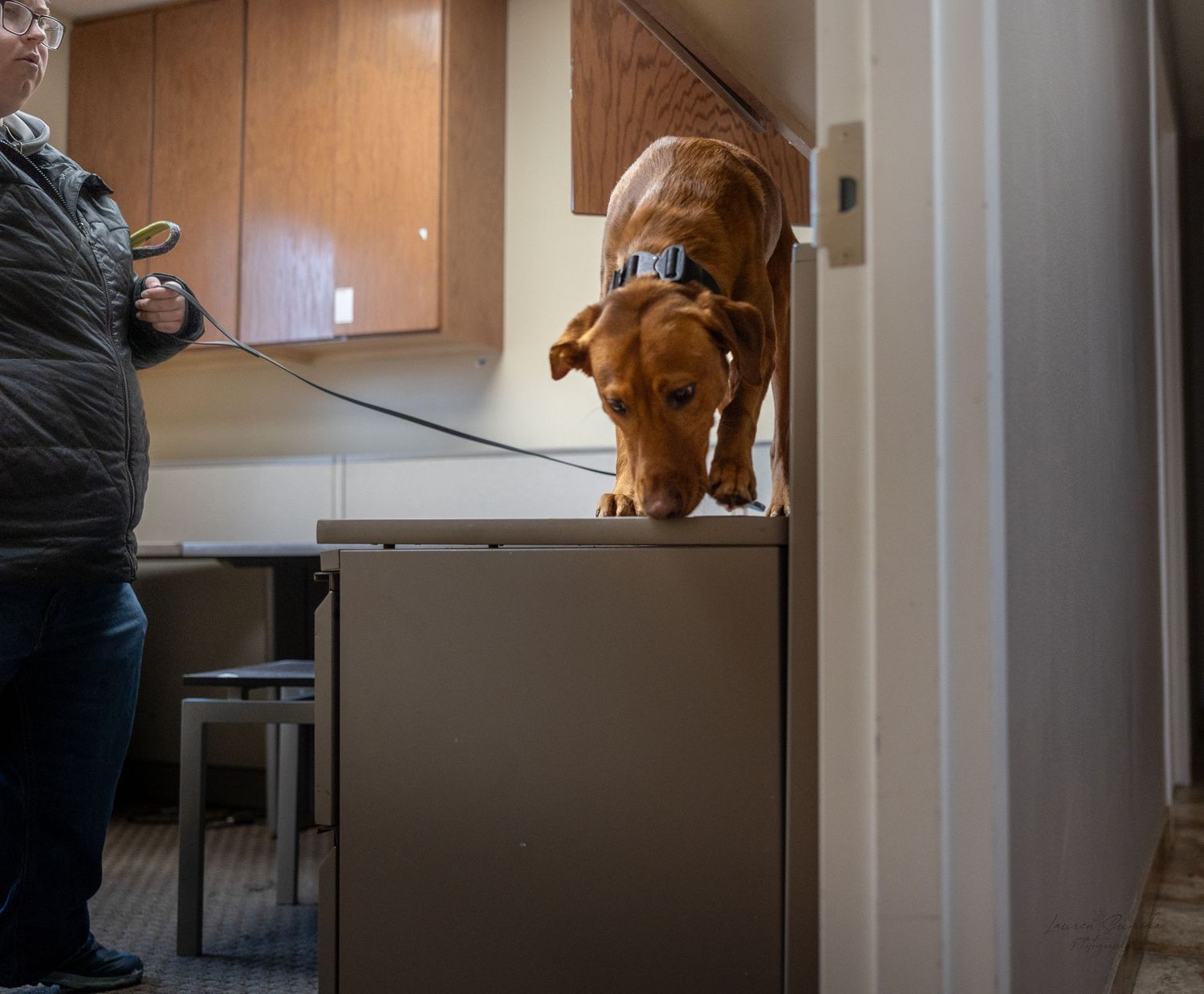Brown dog navigating through indoor space with wooden cabinets.