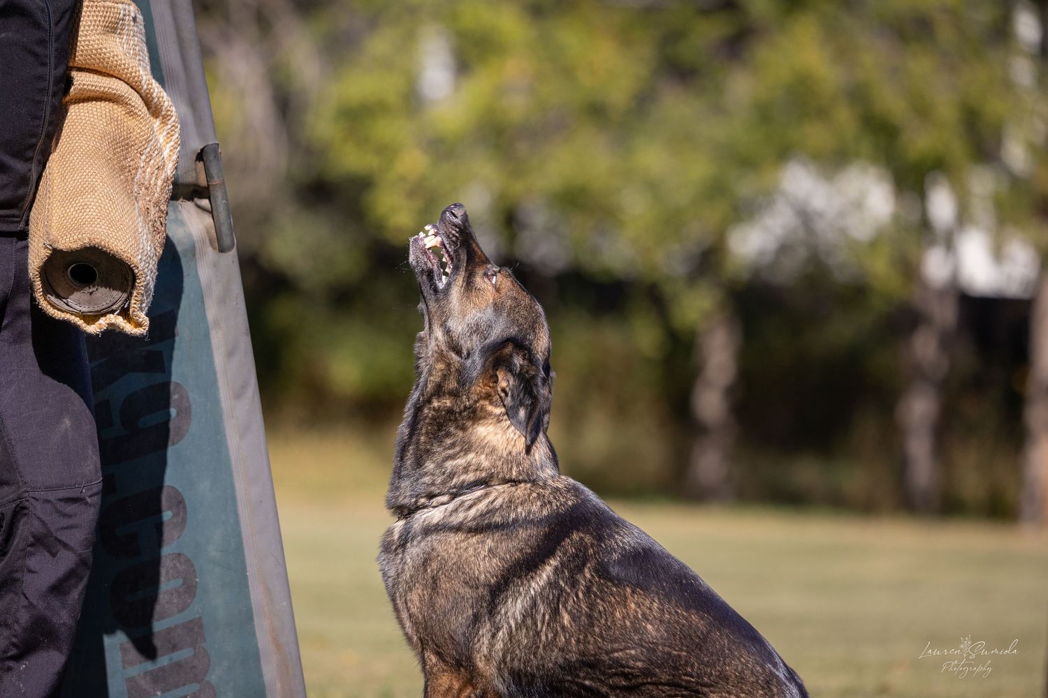 German Shepherd demonstrates controlled bite work during professional training session.