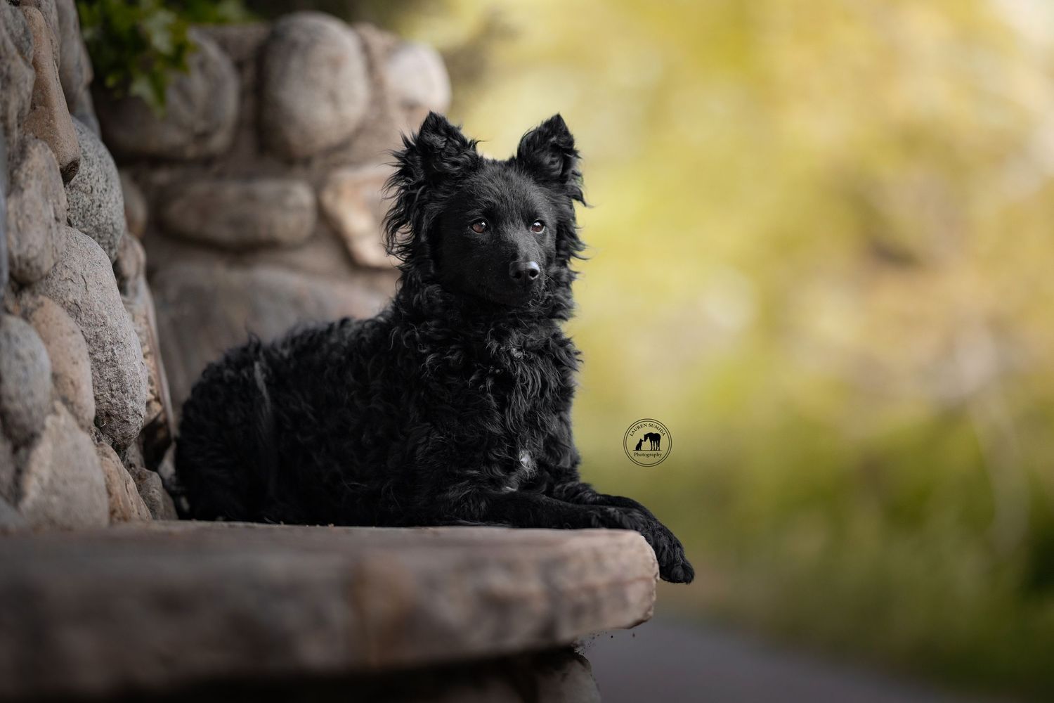 A fluffy black dog rests on a stone ledge surrounded by a rock wall and lush green bokeh background.