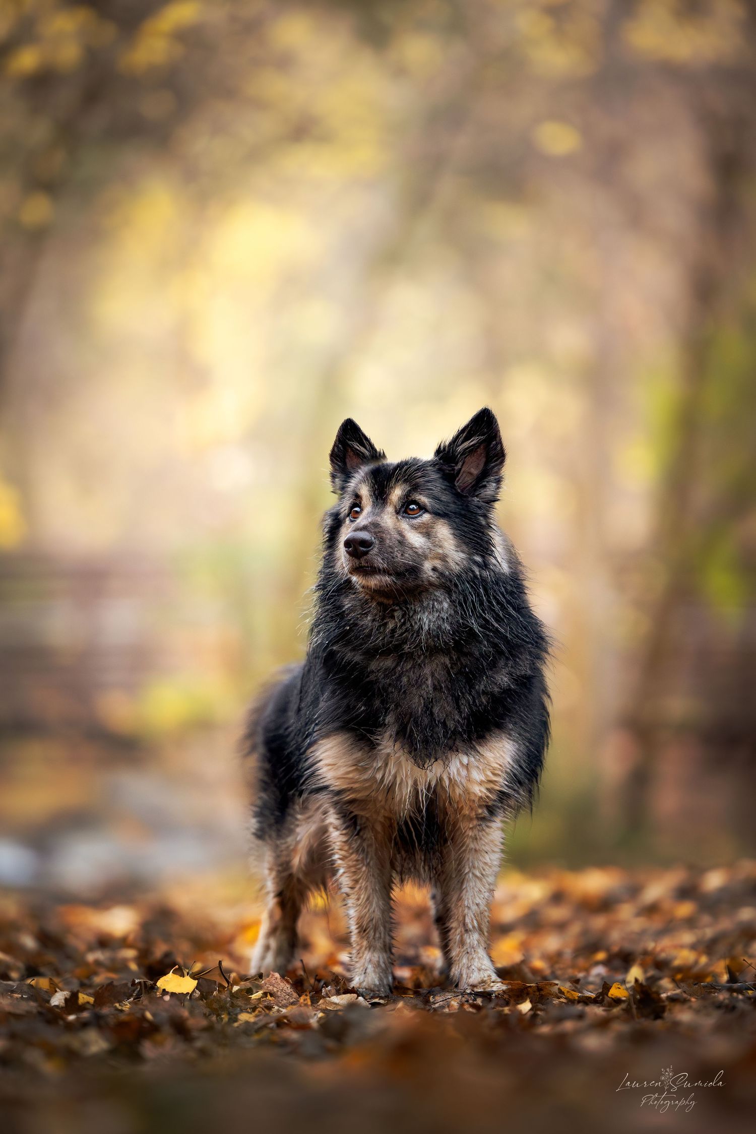 Alert black and tan Finnish Lapphund standing proudly among fallen autumn leaves.