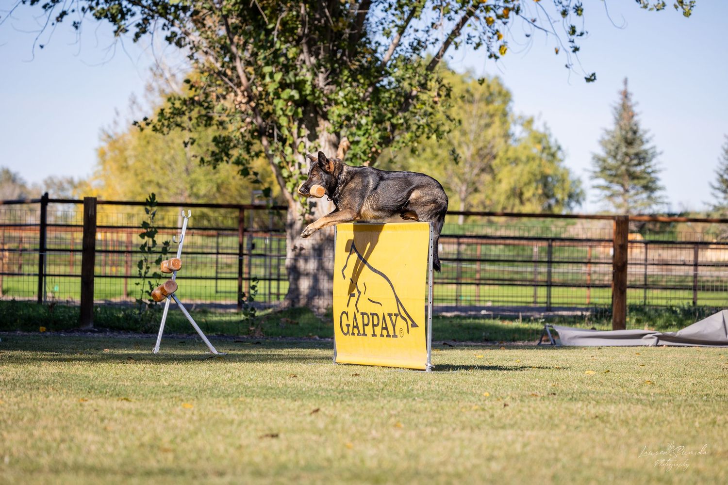Dog agility course with yellow markers and wooden fencing in autumn setting.