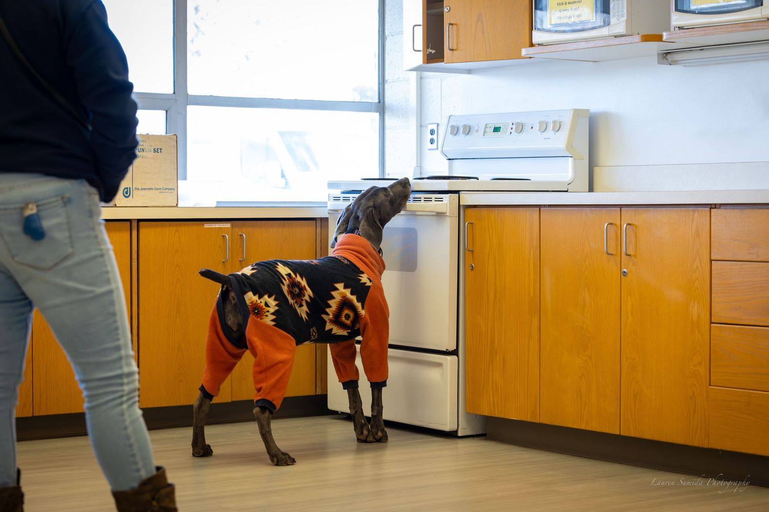 Dog handler conducts training exercise in indoor facility with cabinets.