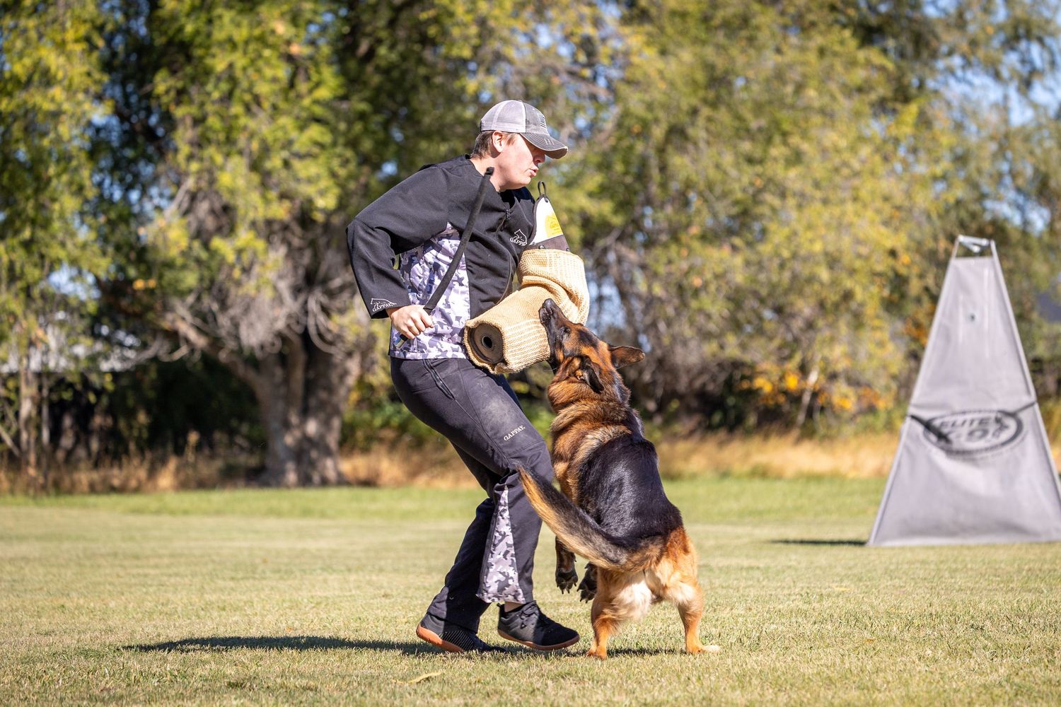 Dog performing agility training exercises with handlers in an open field setting.