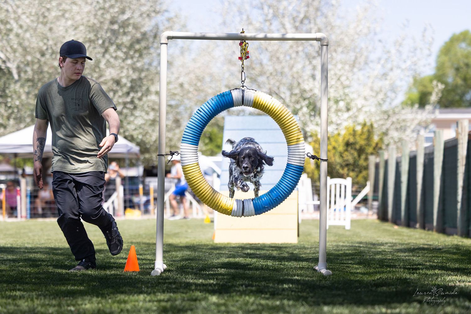 A dog navigates through colorful agility equipment on a sunny training field.