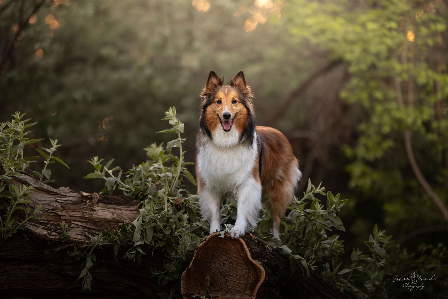 Collies sitting on fallen logs in a forest setting with soft natural lighting.