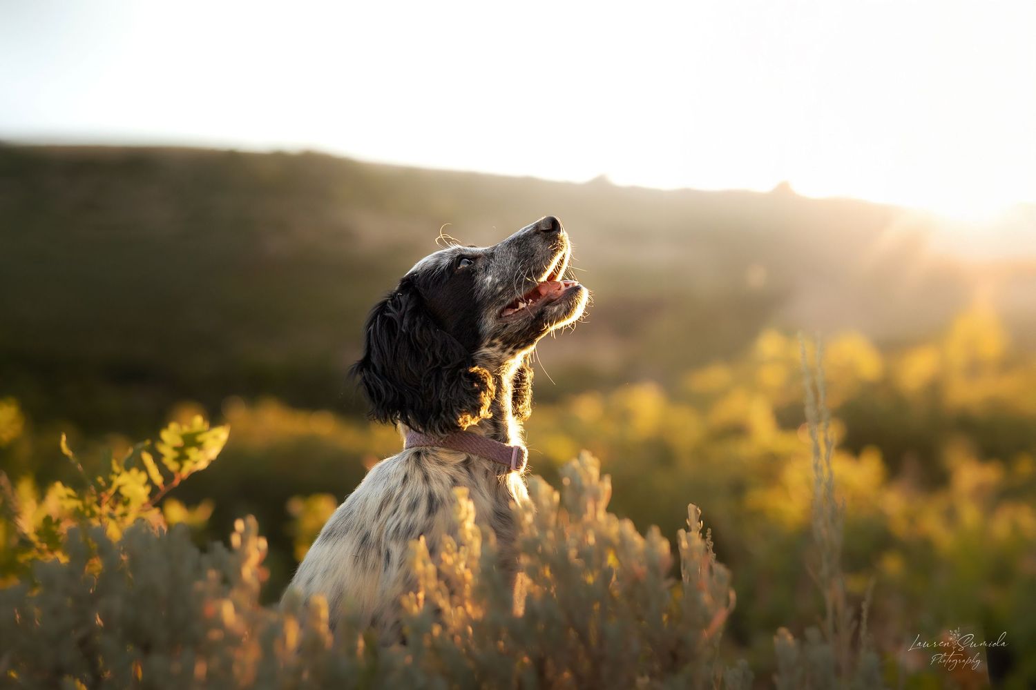 Dog silhouetted against golden sunset sky in mountainous landscape.