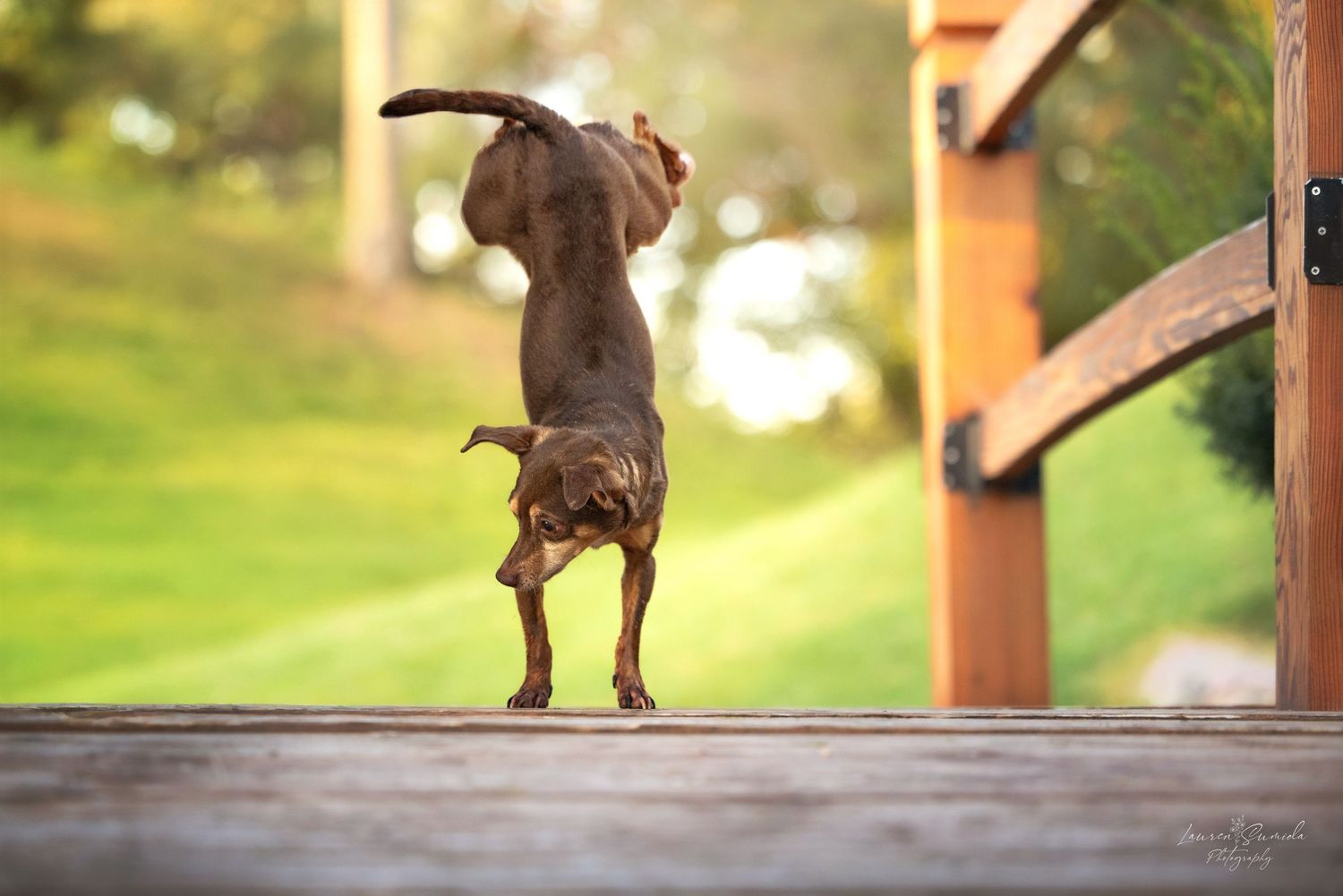 Dachshund dog jumping playfully on wooden deck outdoors.