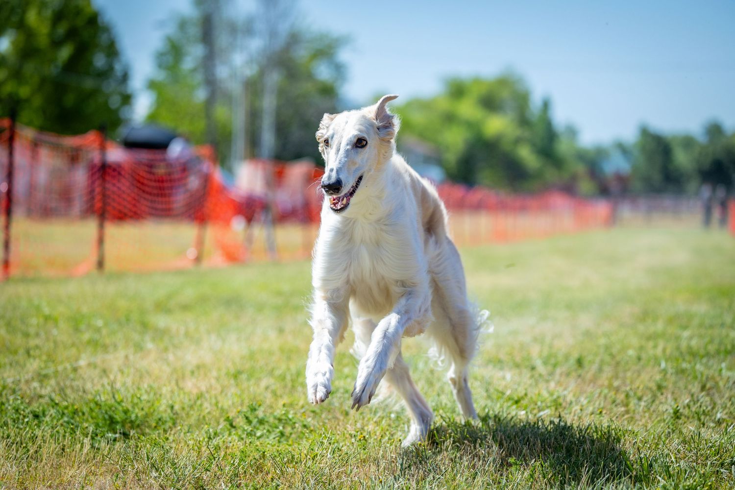 White dog running swiftly across green grass with orange barriers in background.