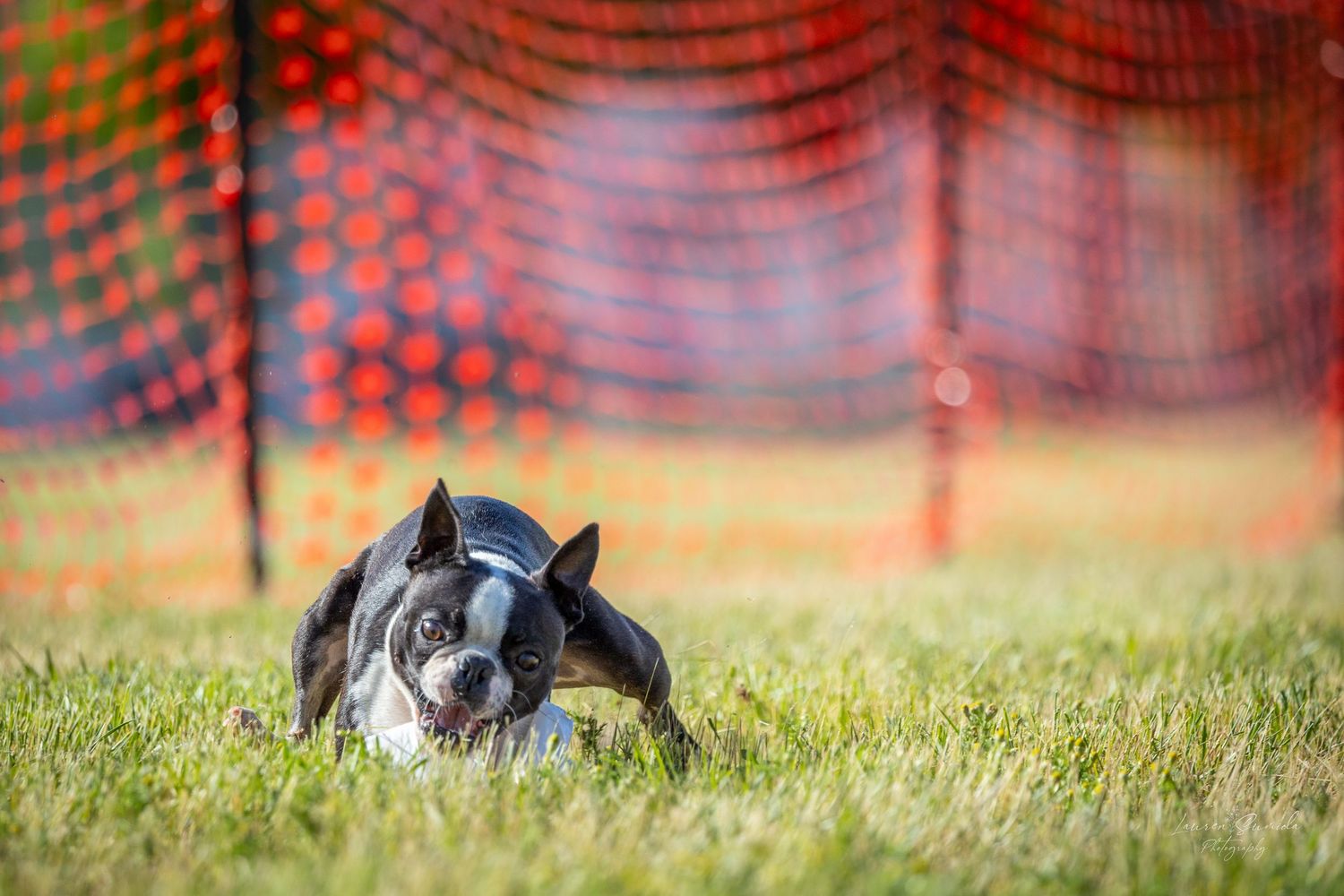 Energetic dog racing through an outdoor course with bright orange barrier netting.