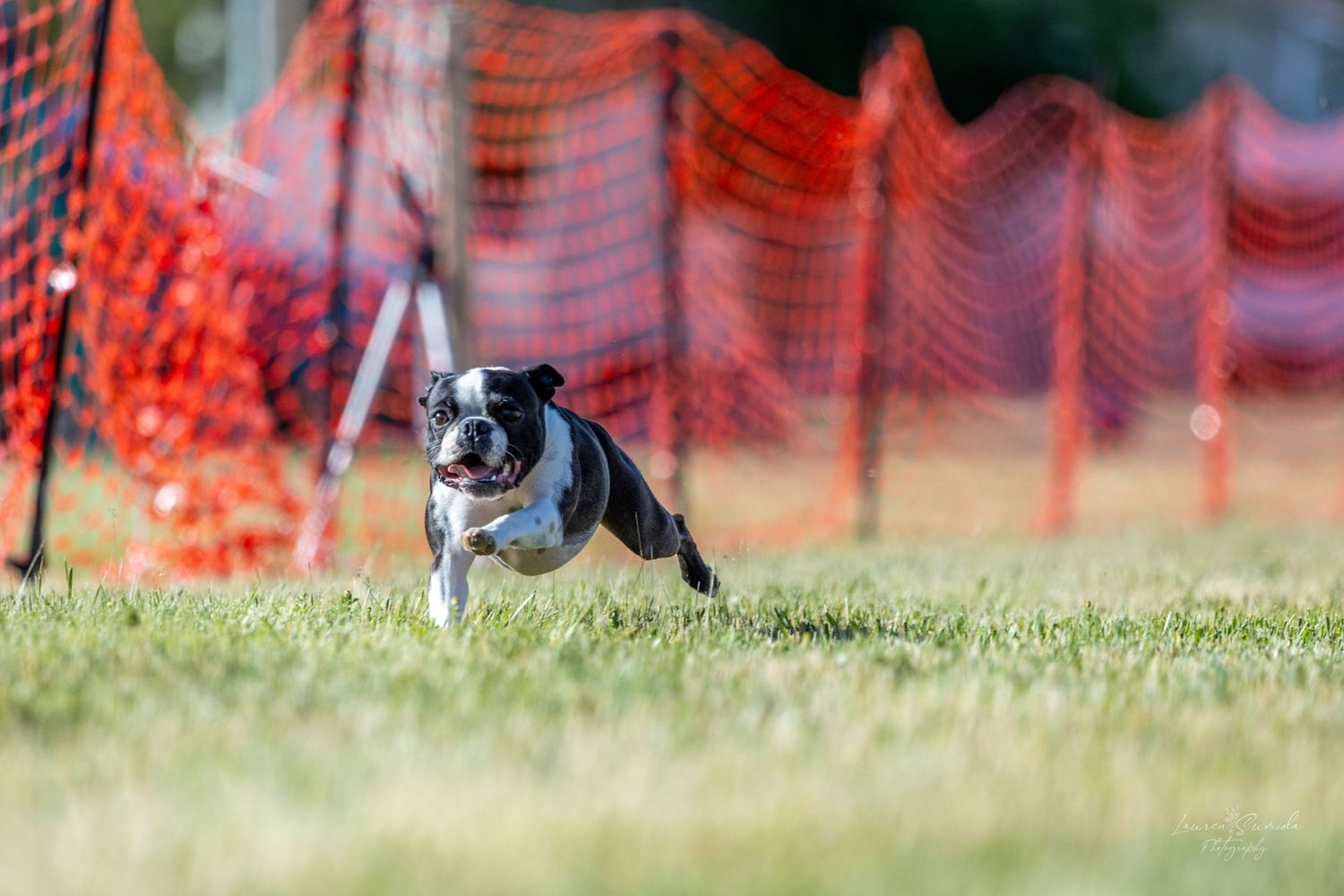 Multiple dogs competing on grassy agility course with bright orange safety fencing.