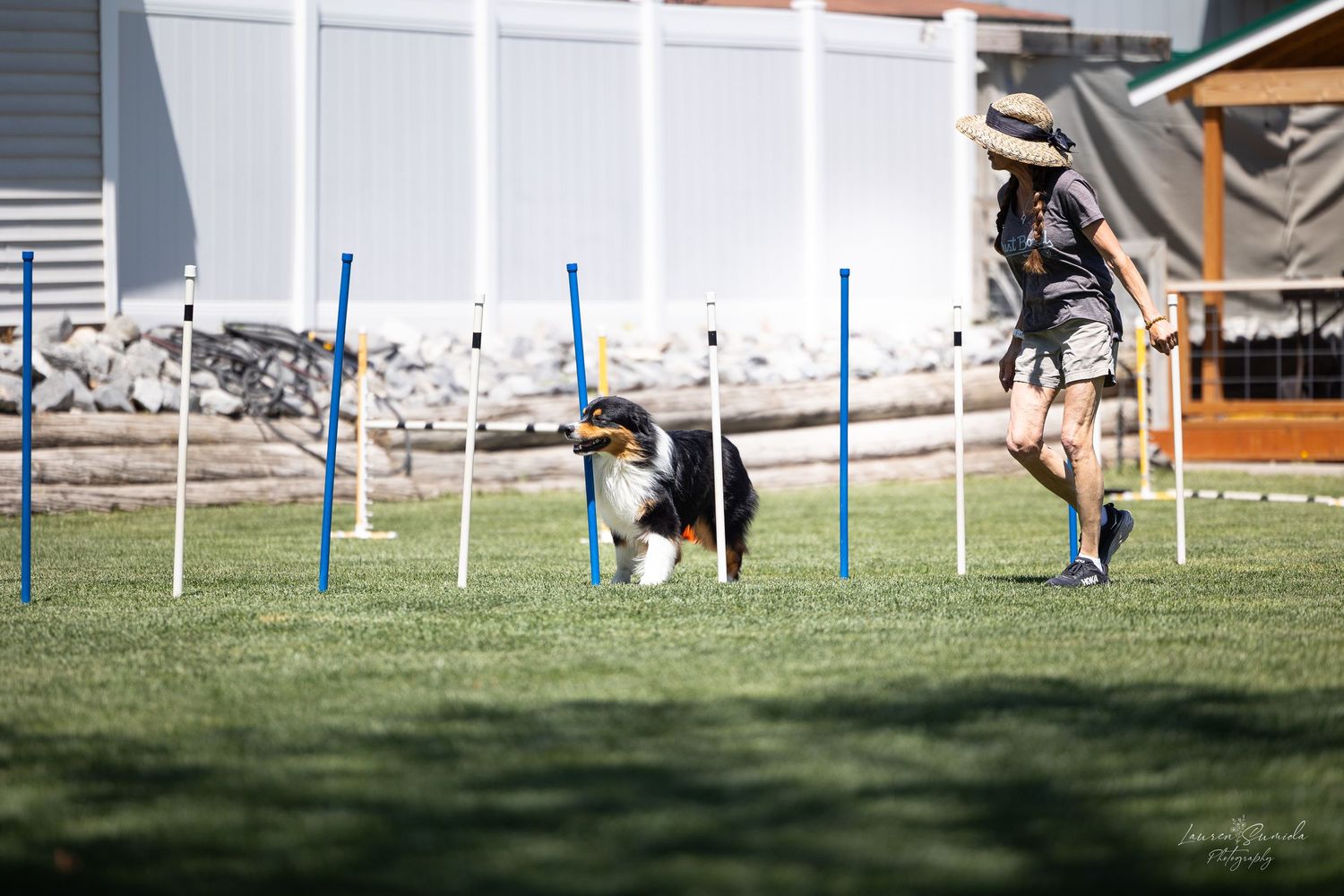 Dog agility training field with blue weave poles set up on green grass.