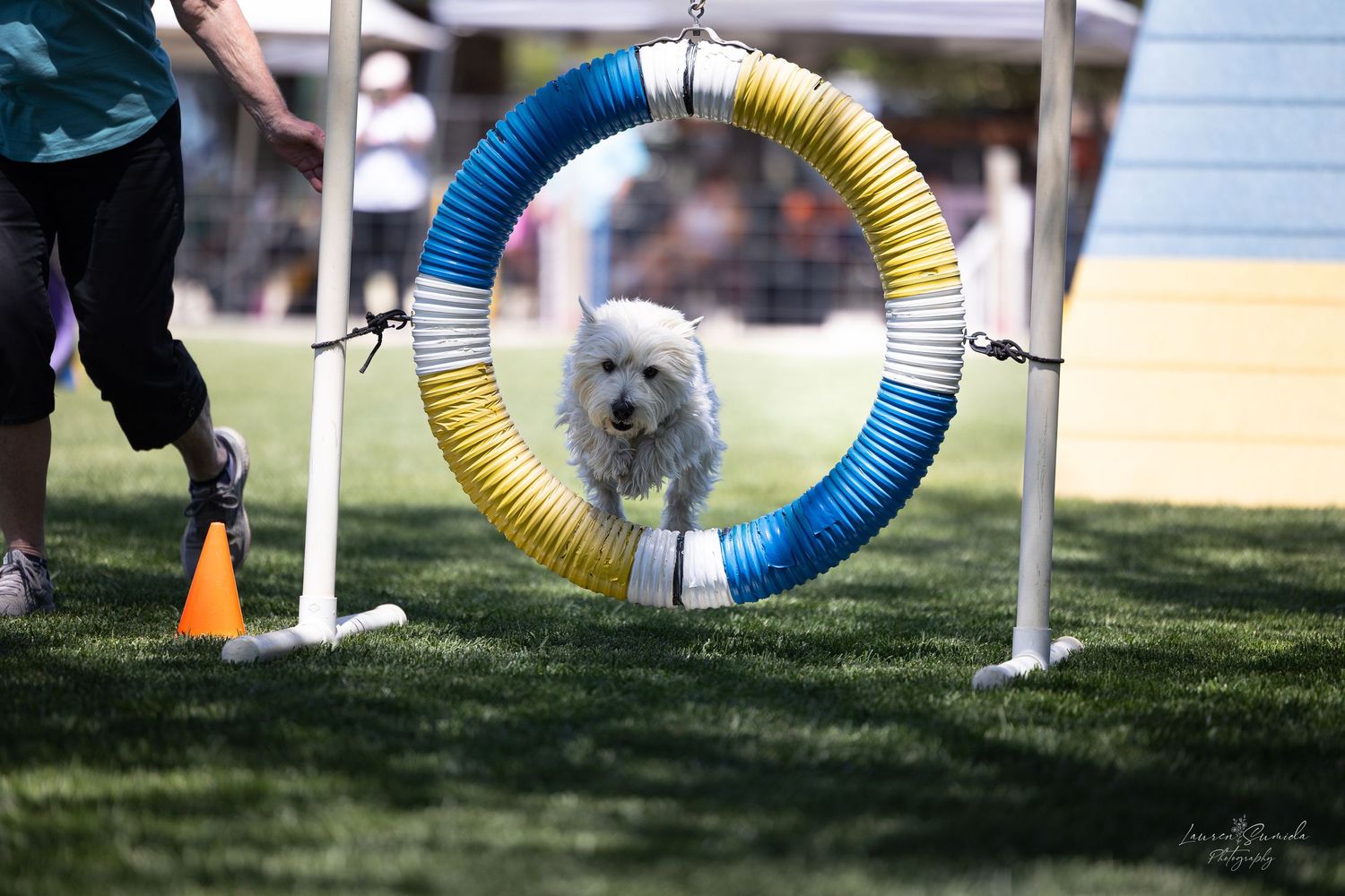 Dog emerging from a blue and yellow agility tunnel during outdoor training.