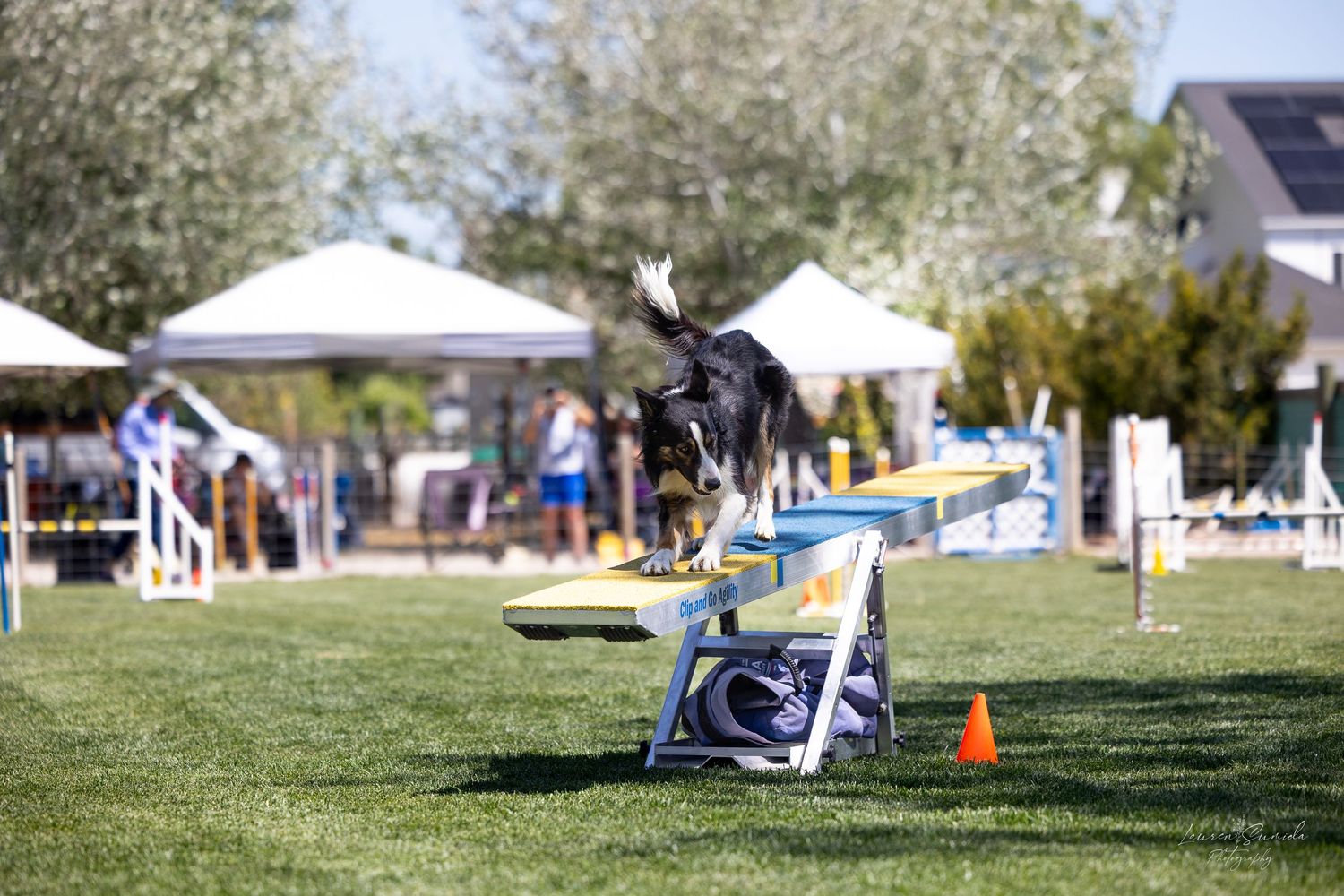Dog performing seesaw obstacle with spectator tents visible in background.