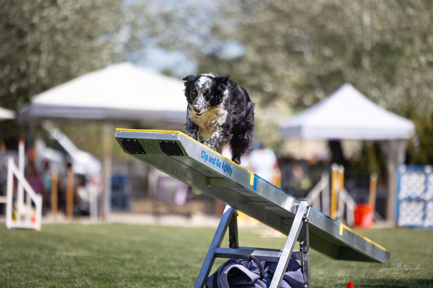 Dog agility course equipment setup including teeter-totter and weave poles.