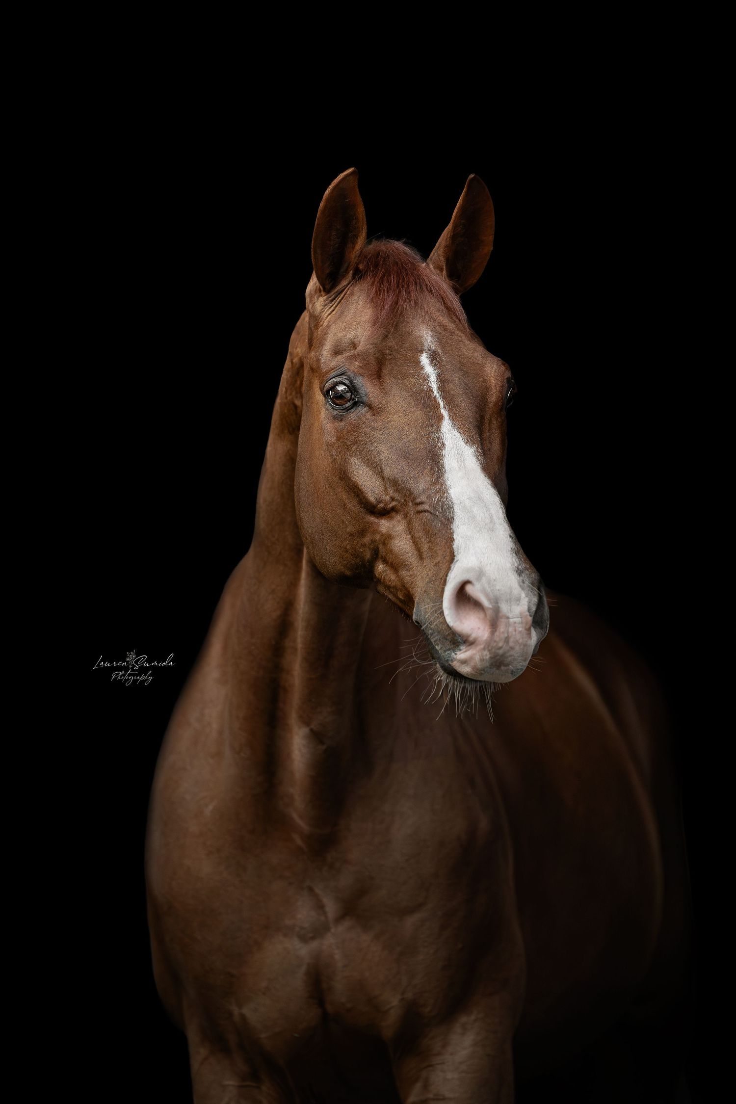 Close-up portrait of brown horse with expressive eyes and white facial marking.