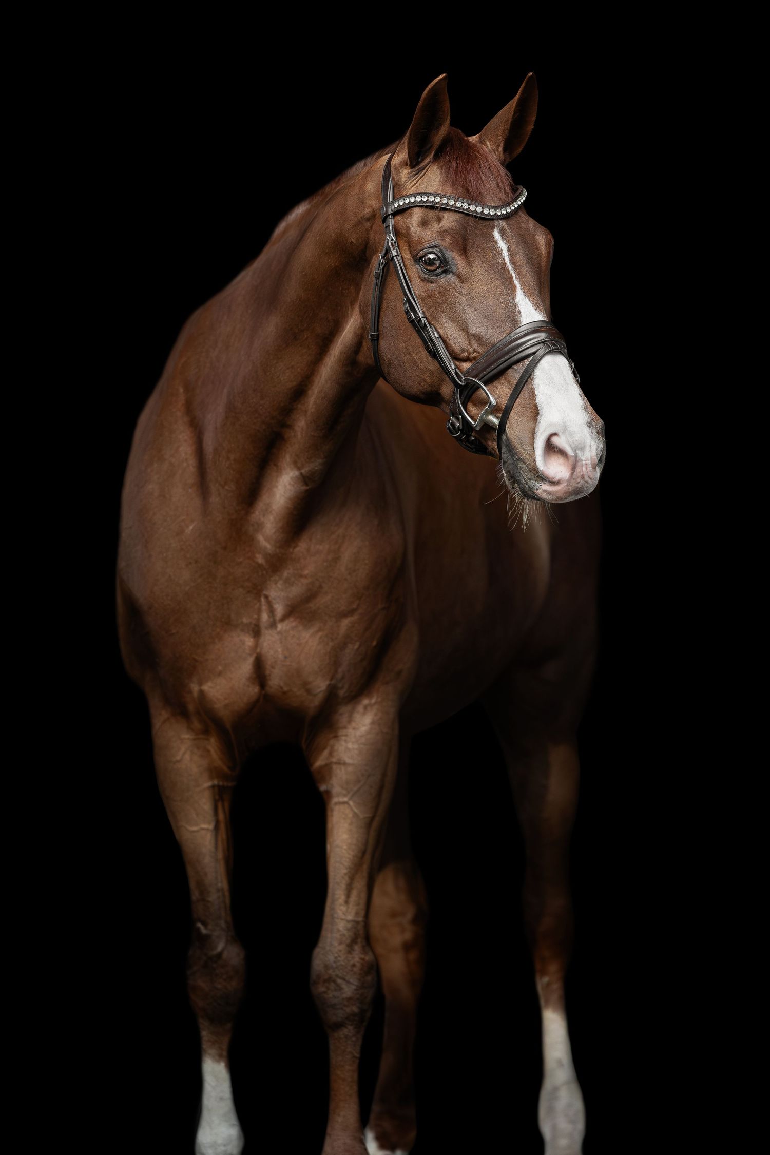 Brown horse with white socks and facial markings standing against black background.