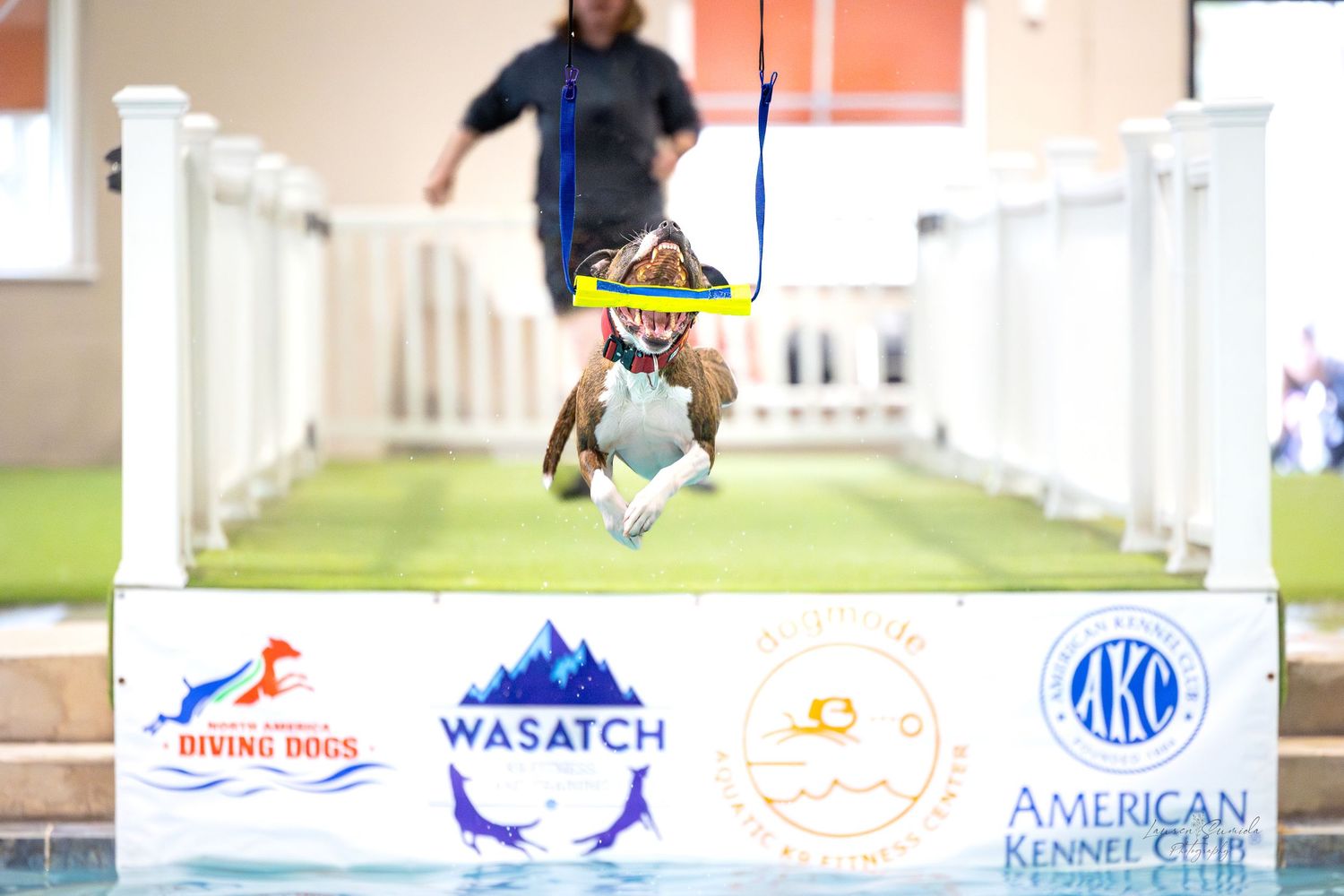 Dogs perform agility exercises in an indoor training facility with professional equipment and banners.