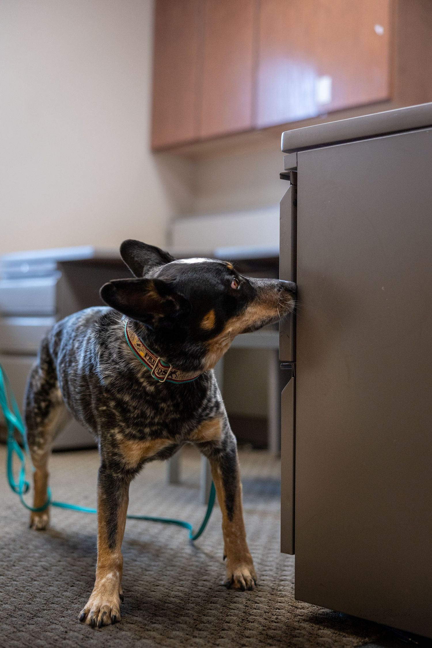 Blue heeler mix dog sniffing at cabinet in office setting.