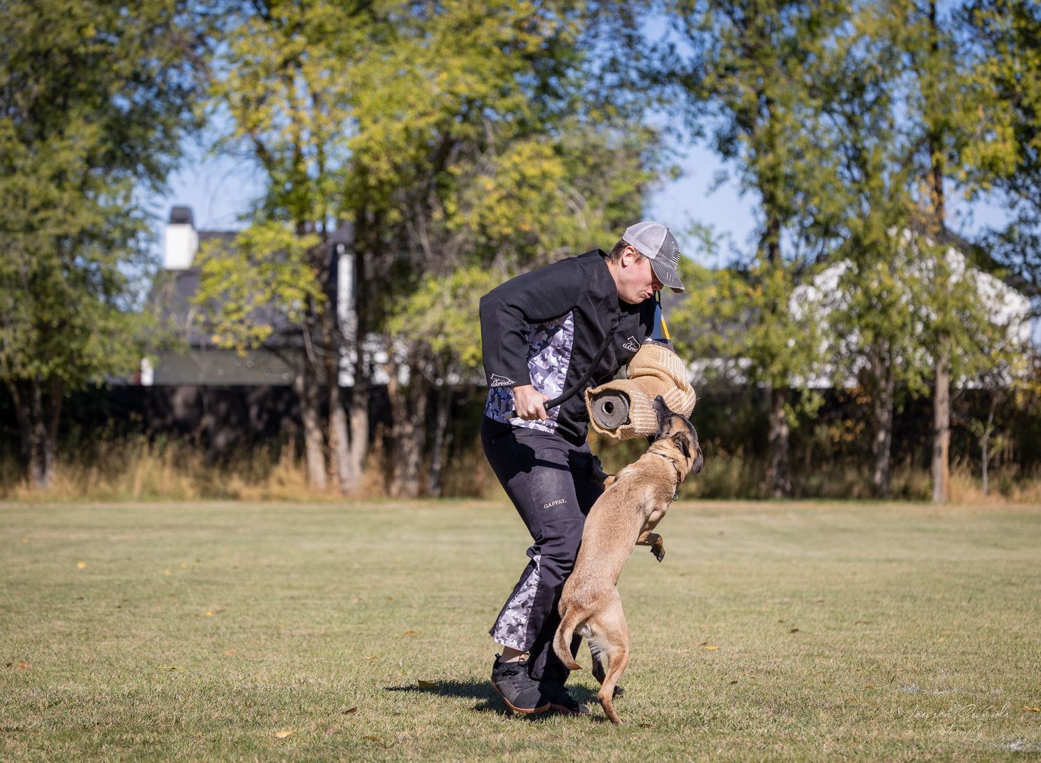 Belgian Malinois performing bite work training with protective equipment.