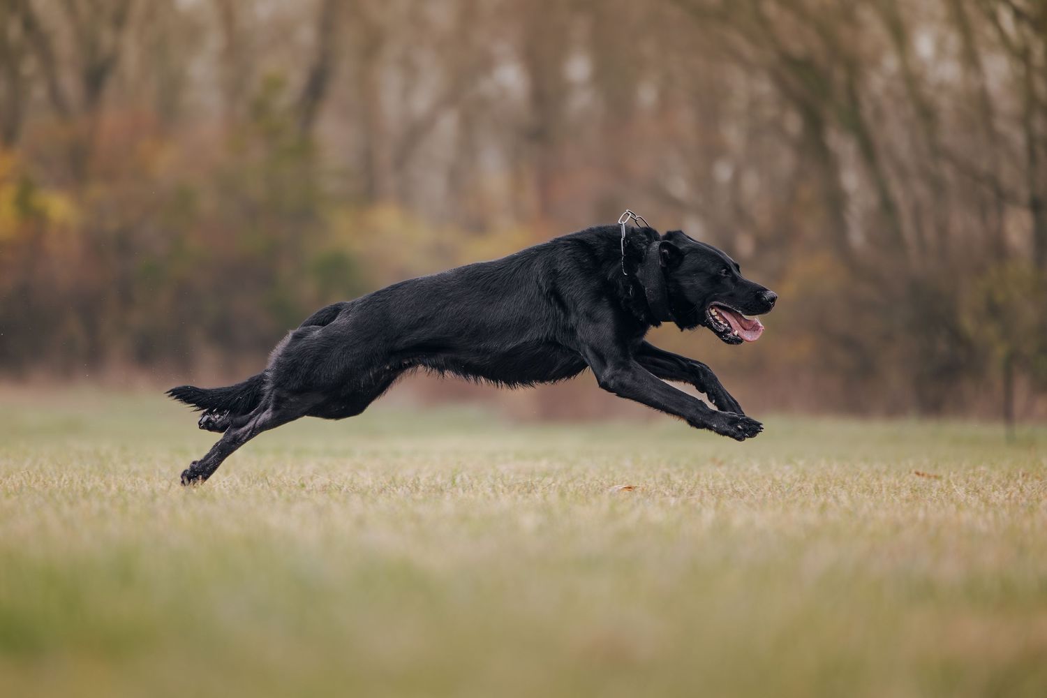 A black Labrador runs at full sprint across an autumn field.