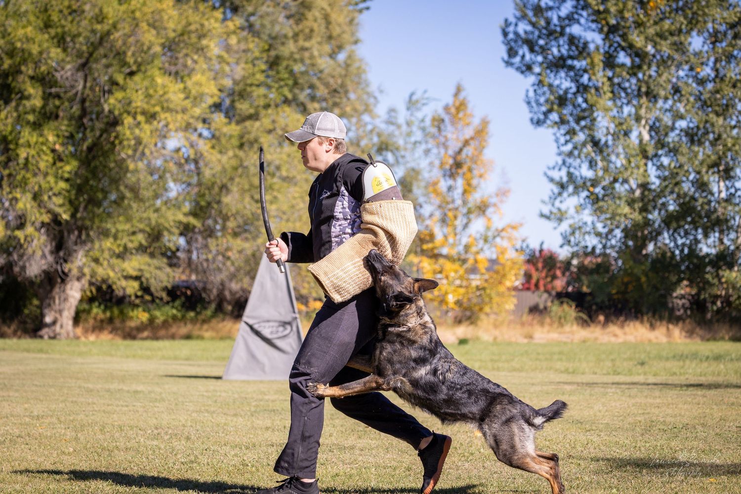 Black dog performing agility moves with trainer in outdoor training area.