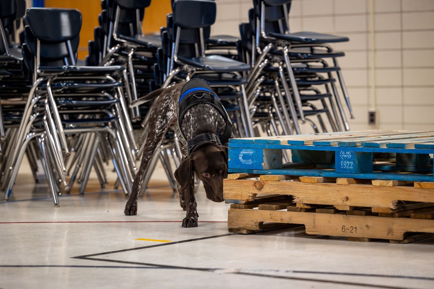 A working dog searches through stacked chairs and pallets in a gymnasium setting.