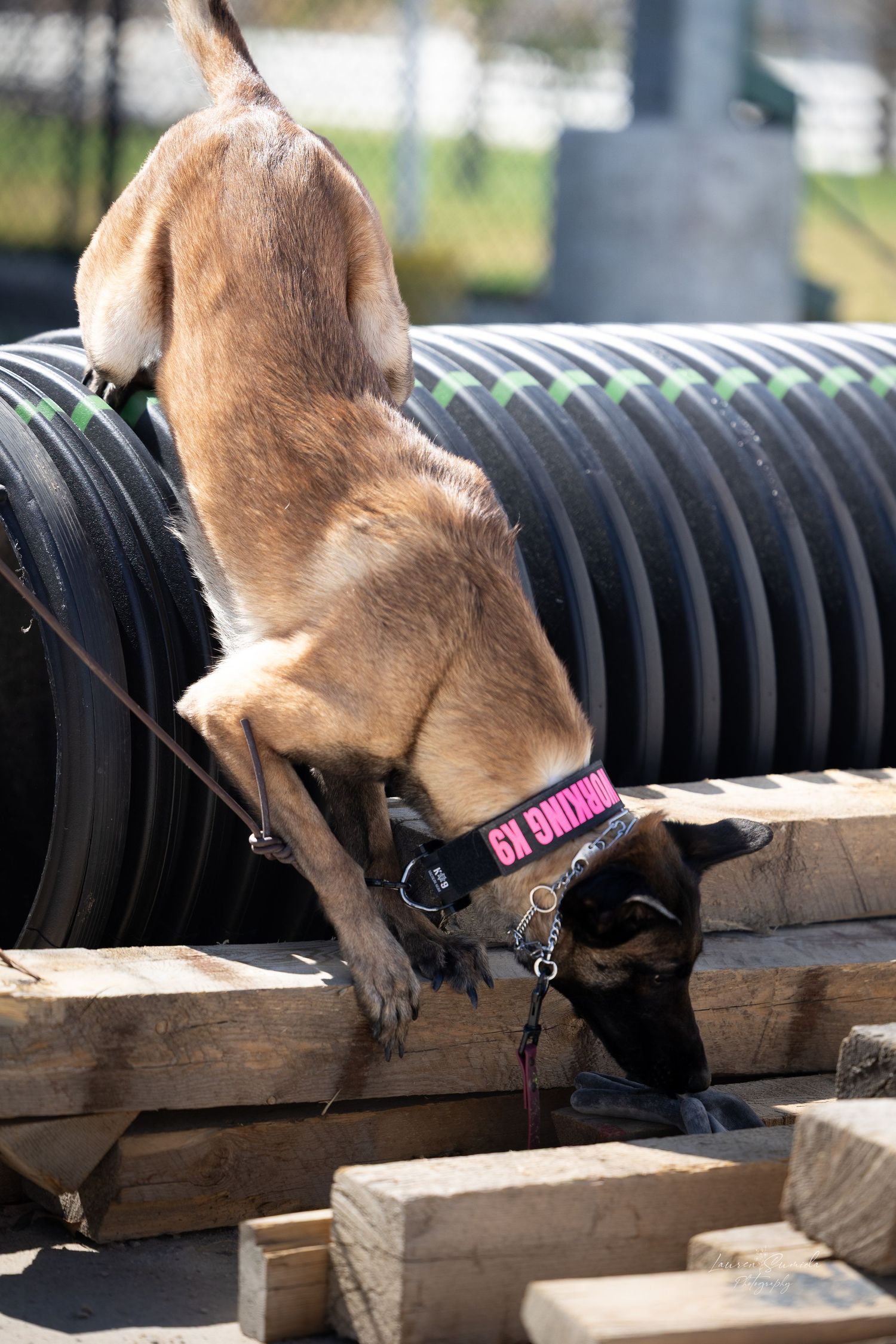 A brown dog wearing a pink collar explores wooden planks near black corrugated pipes during training.
