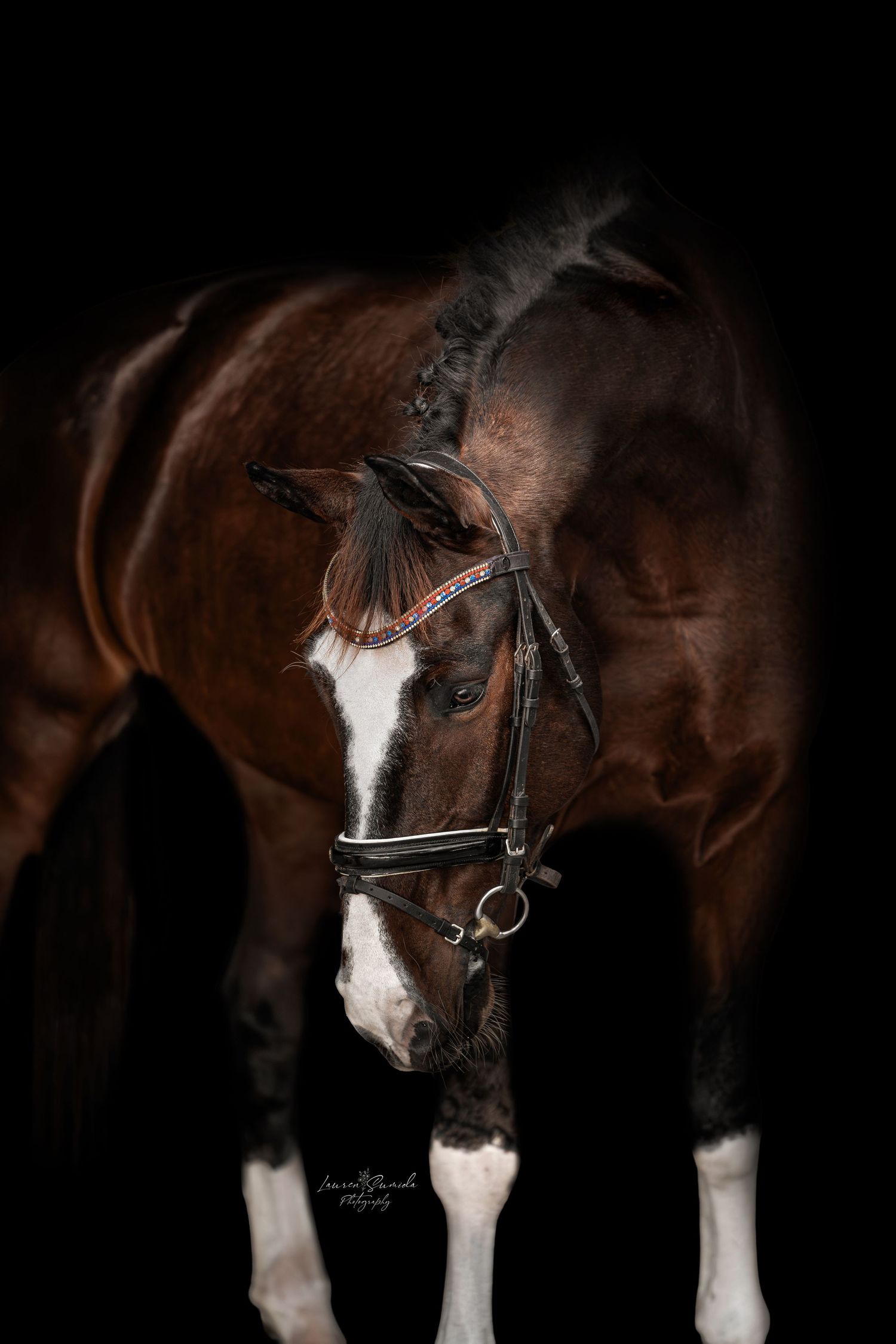Dark bay horse with white blaze wearing black bridle in dramatic lighting.