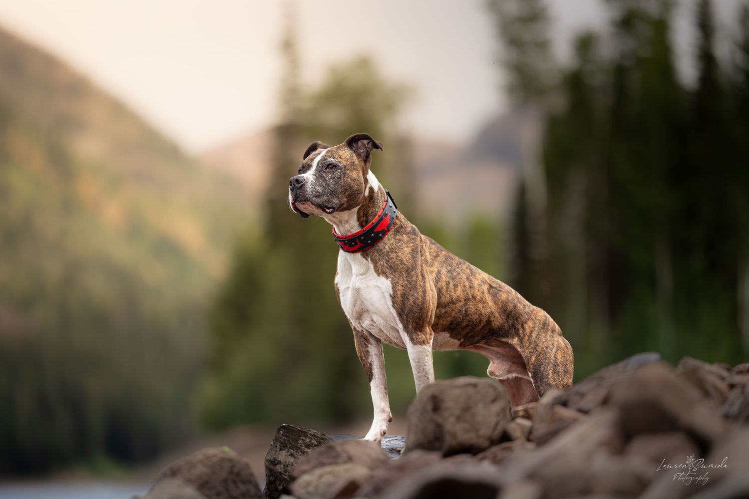 Brindle pit bull type dog poses regally on rocky outcrop with mountain scenery.