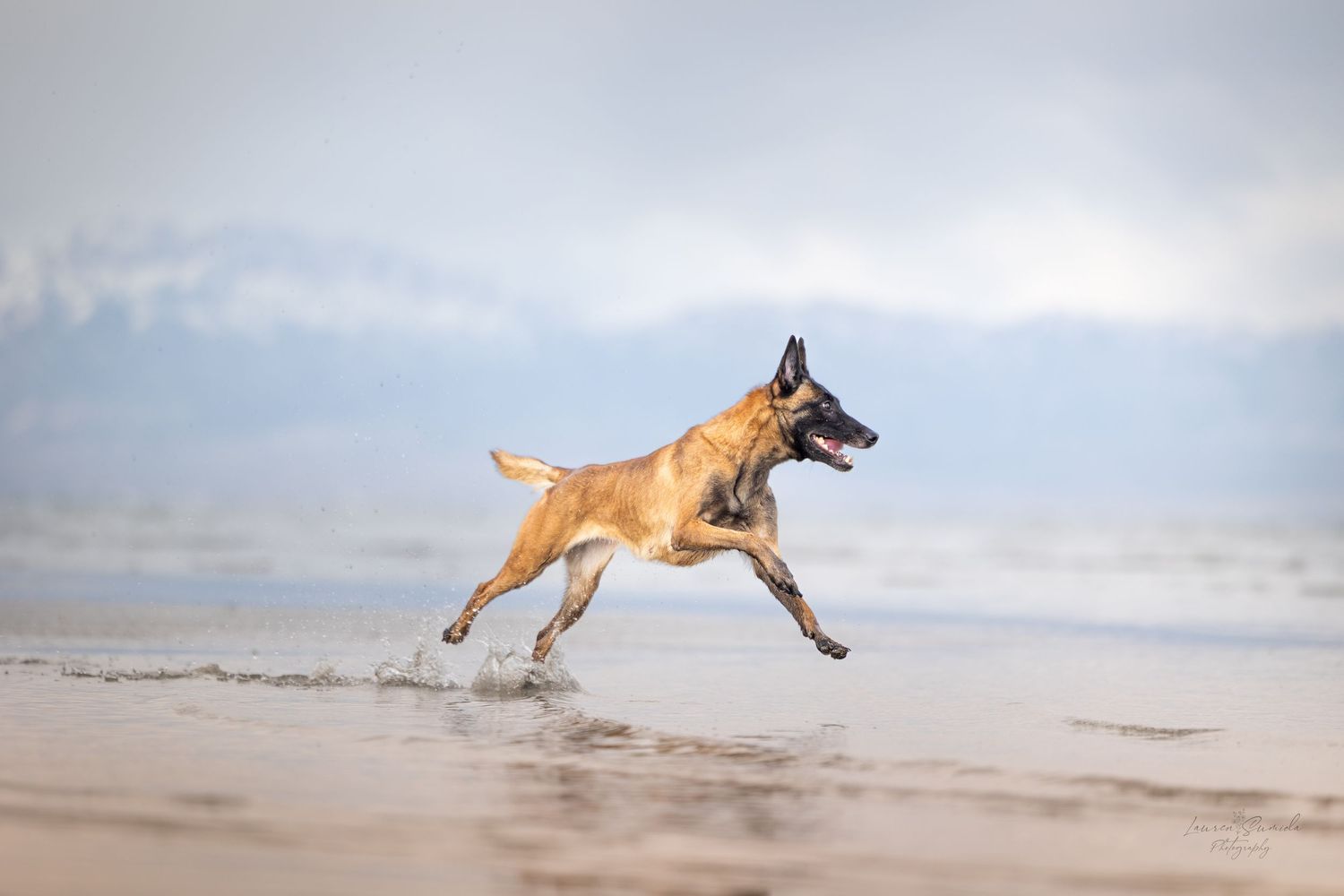 Belgian Malinois dog running and leaping across a sandy beach.